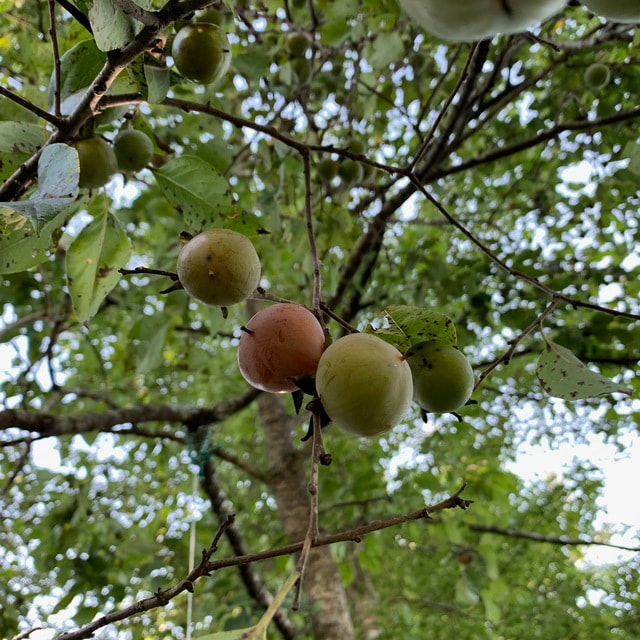 How To Select Fruit And Nut Trees For Your Forest Garden Polyculture